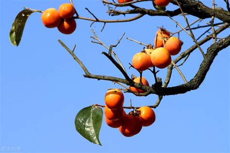 門前植物|門前種對樹，家庭旺三代，家門前種5種樹，寓意好，。